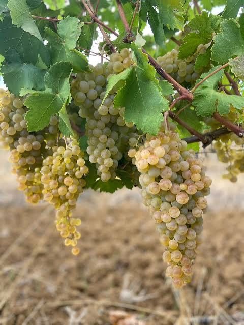 Uvas brancas e tintas