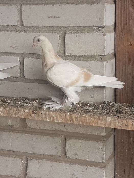 Gołębie ozdobne blauwindry