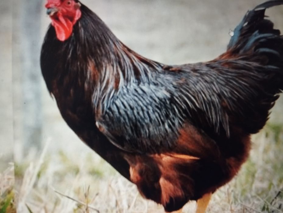 Ovos Rhode Island Red