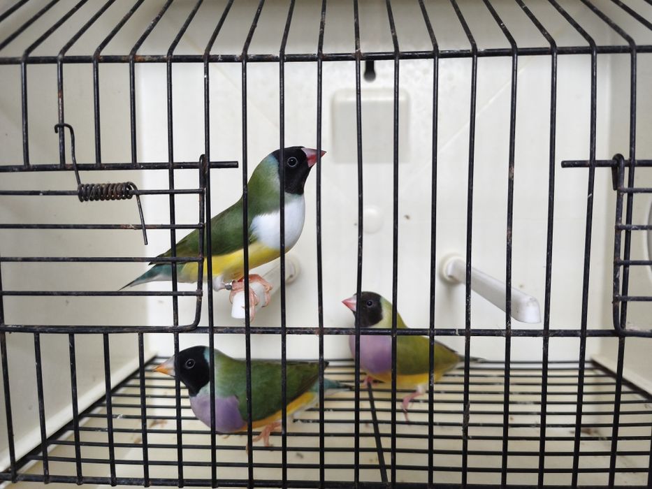 Casais diamante gould