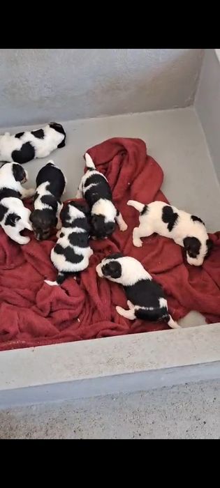 Fox  terrier tricolor