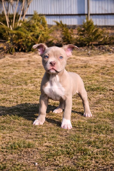 American Bully дівчинка