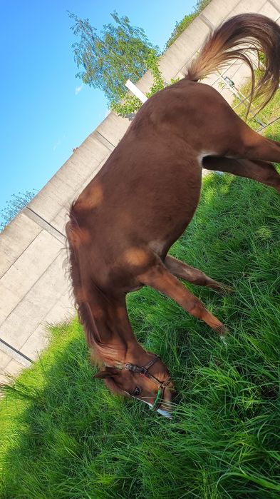 Sprzedam konia ogierek