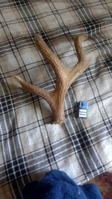 Рог оленя (использовался как вешалка для головных уборов)