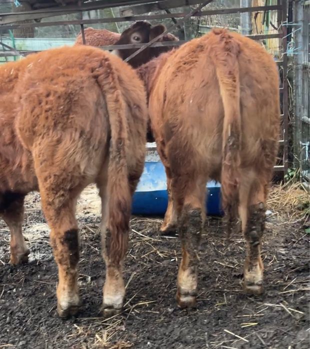 2 vitelos limousines de alta catogoria