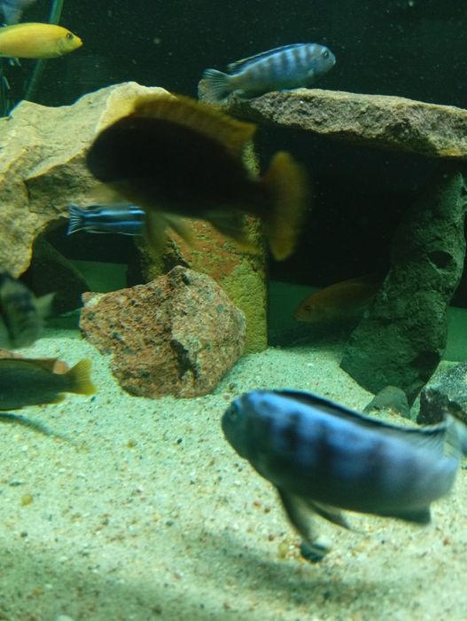 Sprzedam pyszczaki rybki