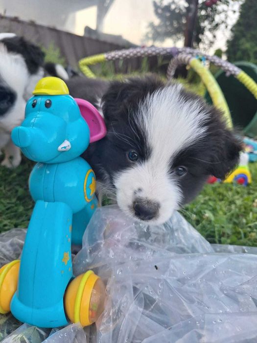 Szczeniak Border Collie ZKwp i FCI