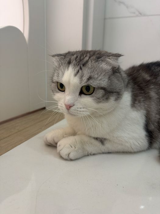 Домашня перетримка собак та котів, зооняня,