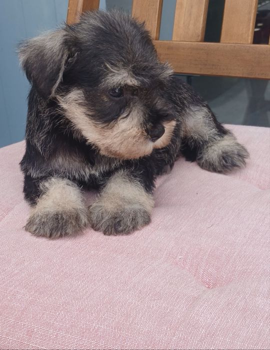 Schnauzer miniatura