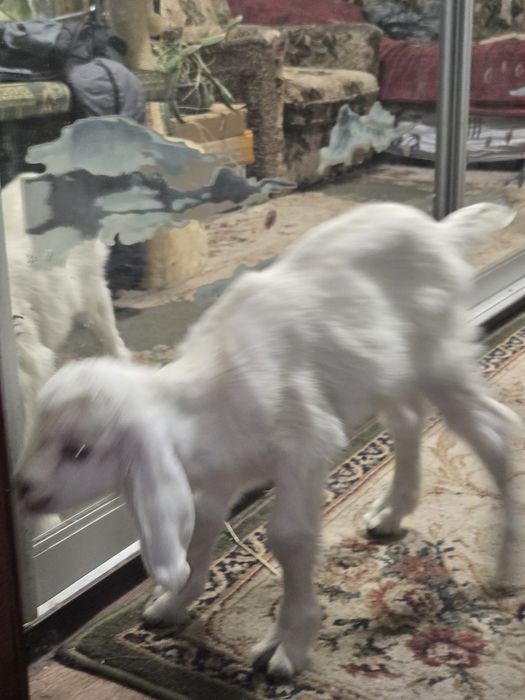 Козлик  %англо-нубійський