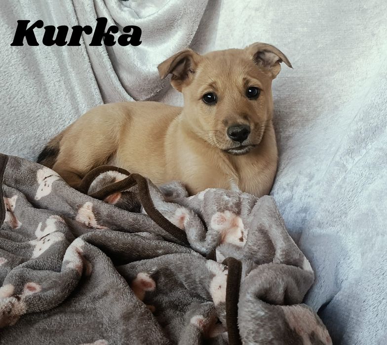 Wesołe i towarzyskie maluchy szukają kochających opiekunów