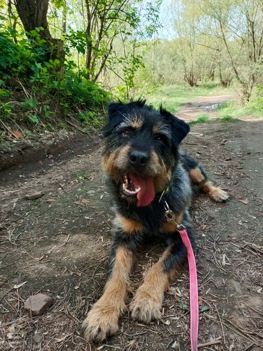 Cudny Ben szuka domu