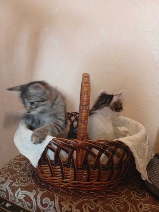 Подарую котика дівчинка