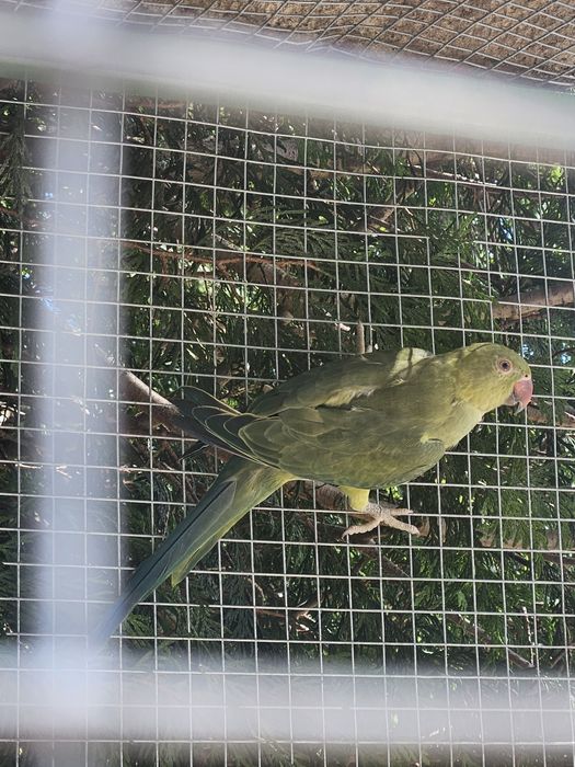 Ringneck verde violeta