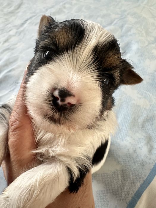 Yorkshire Terrier Biewer