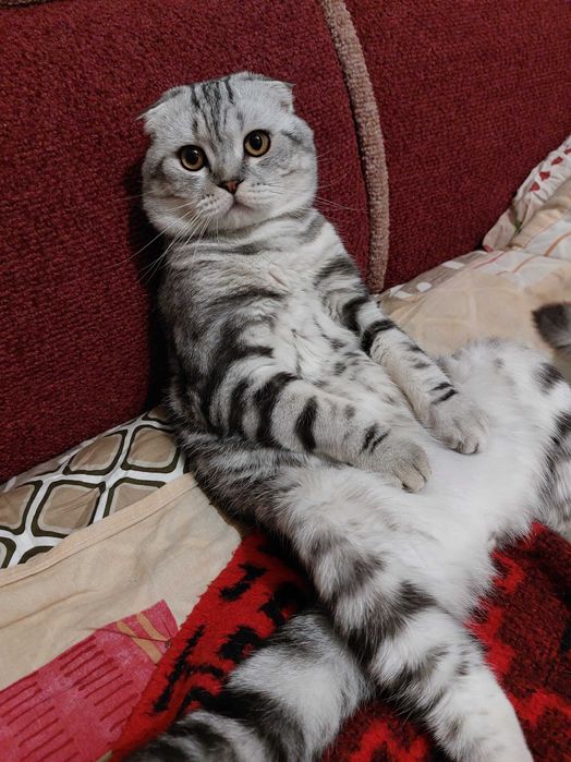 Шотландский кот вязка