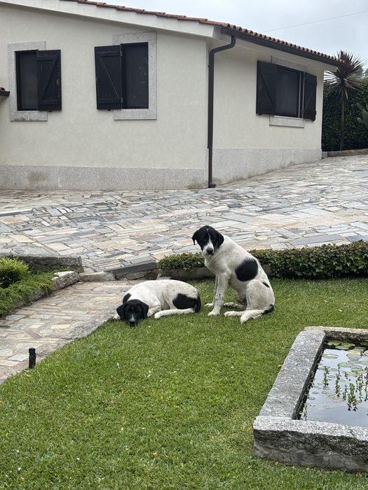 Cães de gado transmontano