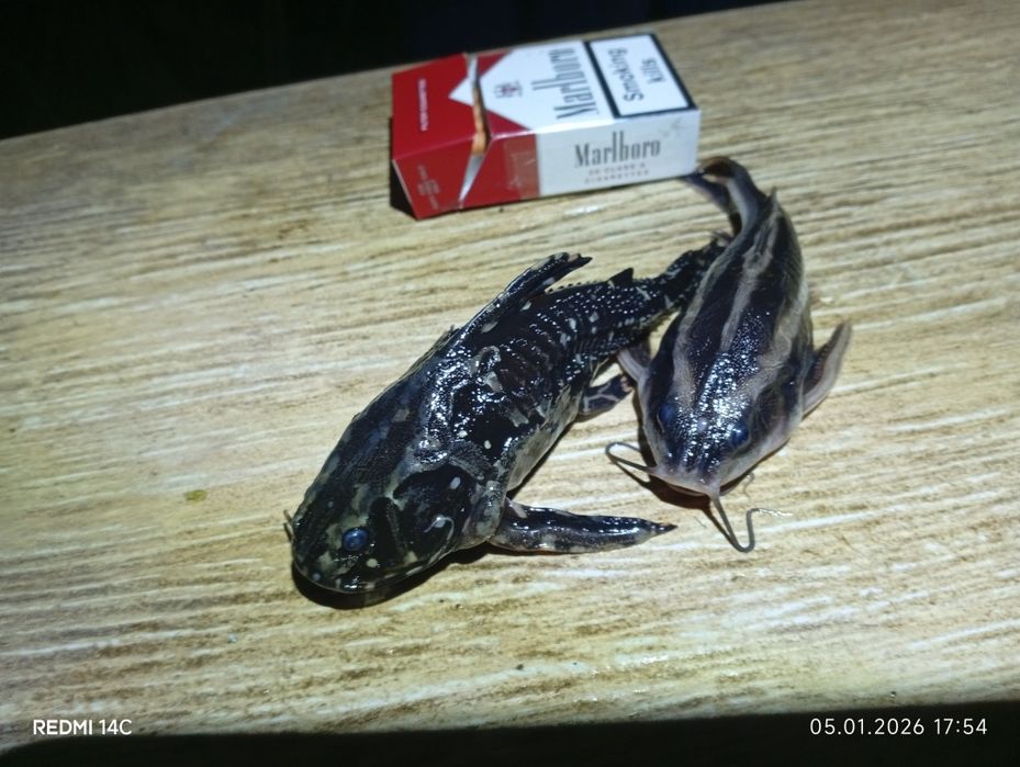 Продам взрослых рыб Лабео.Сом.