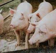 Продам поросята !