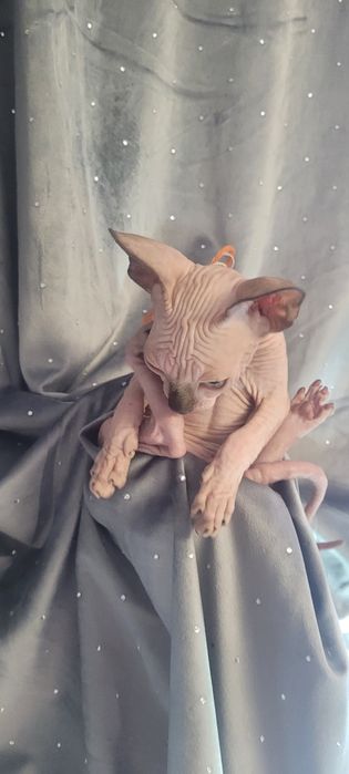Sfinks* Piksel Black Kleo* chłopiec