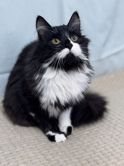 Мері дівчинка у добрі руки