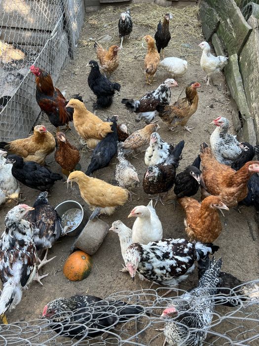 Молоді кури ,півні ,підрощені курчата