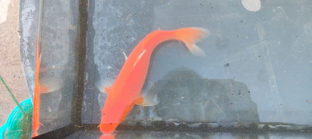 Carpa koi vermelha