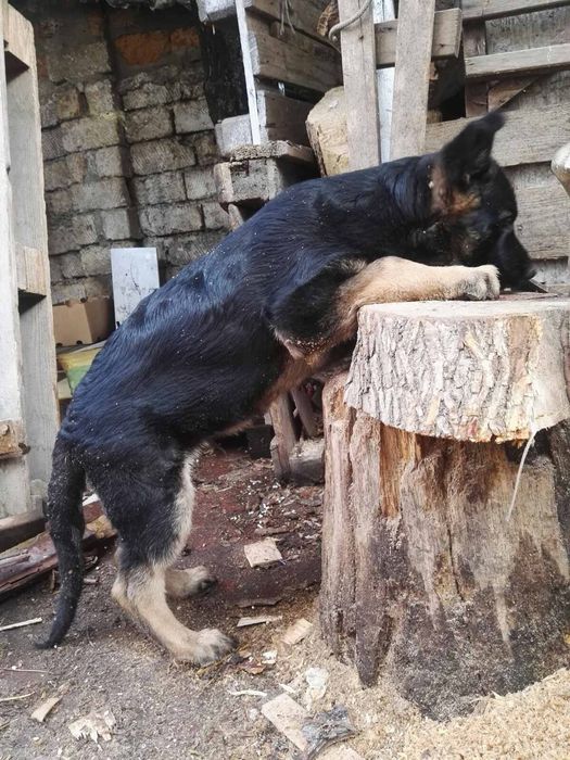 Кабель немецкой овчарки для вязки