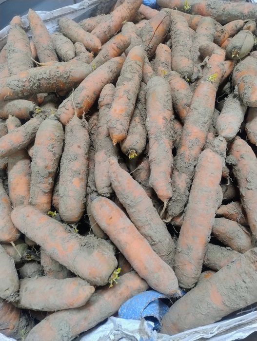 Sprzedam marchew jadalną dużą taka jak na zdjęciac.Cena za kilogram.
