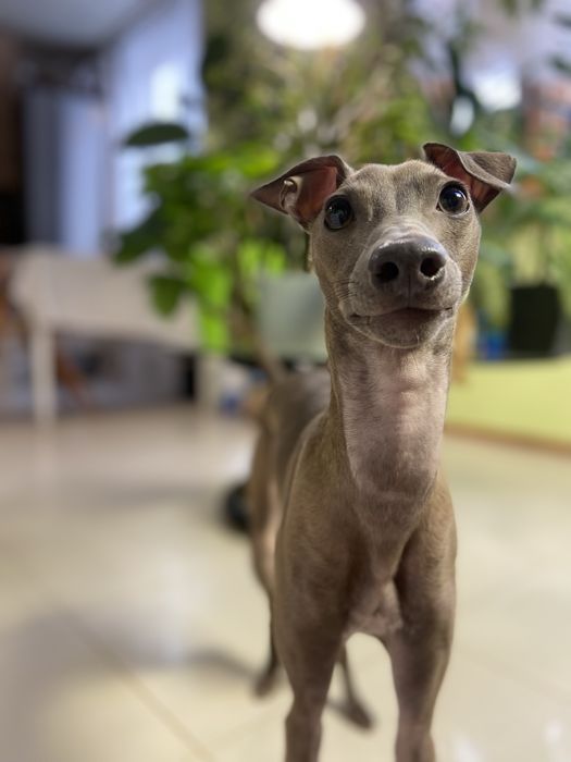 Вязка Левреткi (італійського грейхаунда)