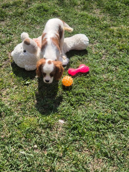 Cavalier King Charles Spaniel - piesek z kompletem szczepień
