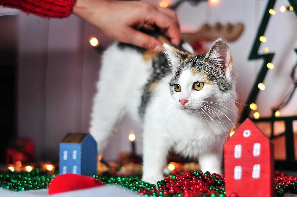 Nelima - słodziak nie z tej ziemi szuka domku!
