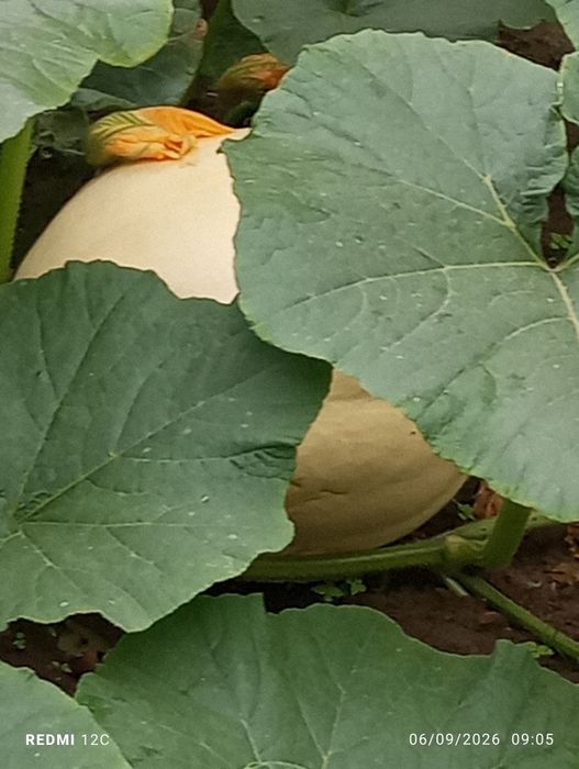 Abóbora e Bolina para venda