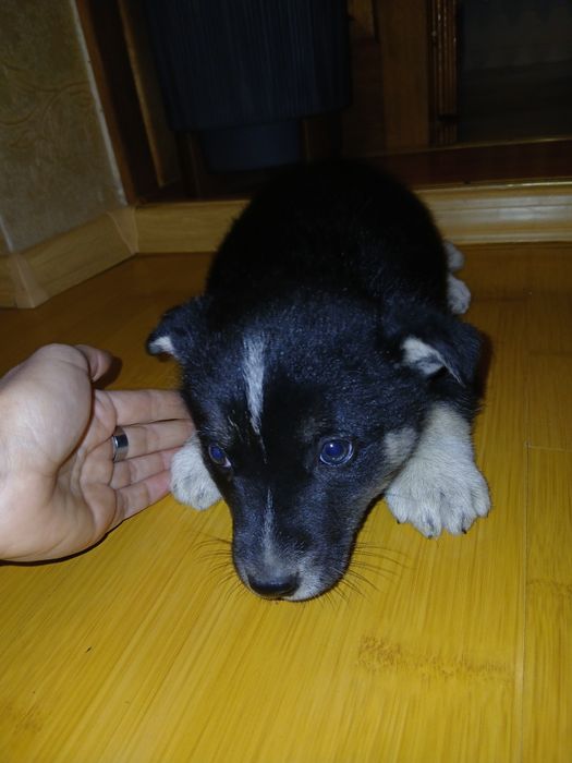 Собачки безкоштовно