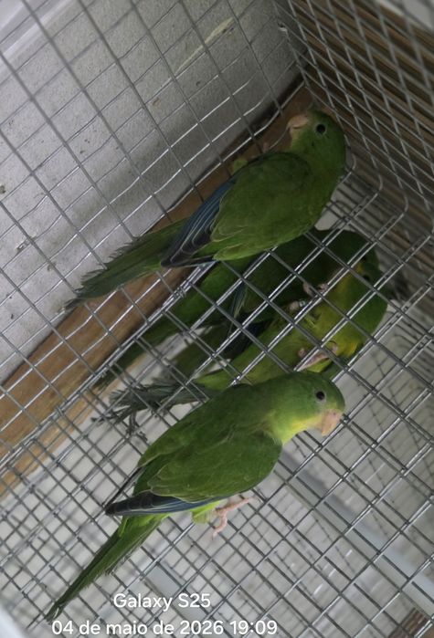 Casais periquito Limao