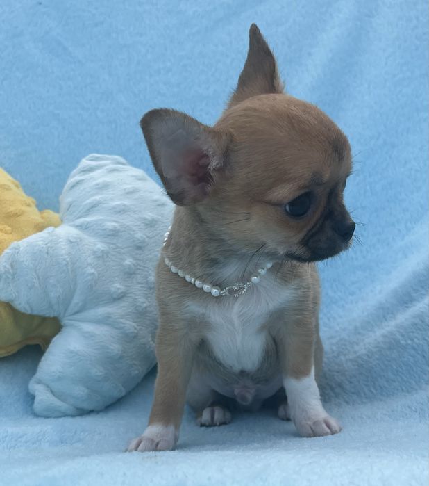 Chihuahua Macho Pelo Curto