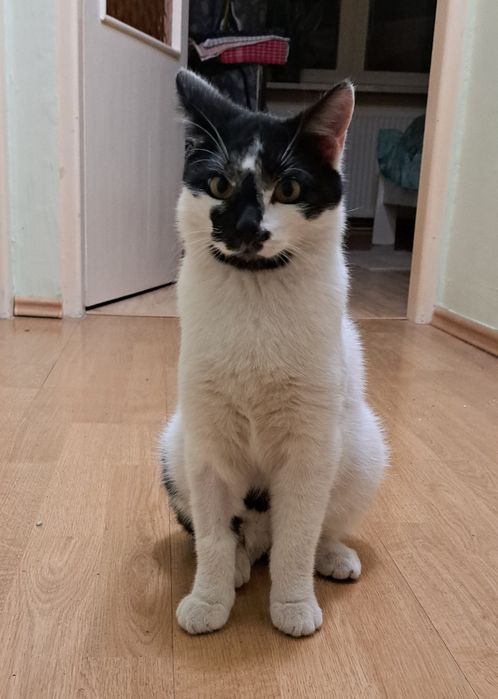 Młody kocurek szuka domu