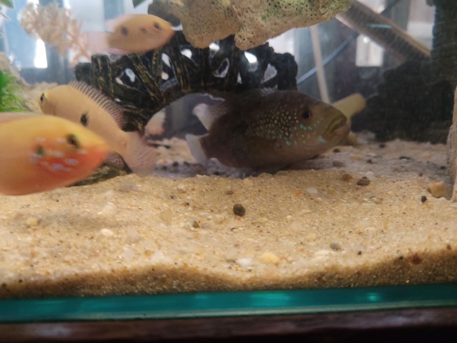 Black e yellow Mollys vendo ou troco por outras espécies