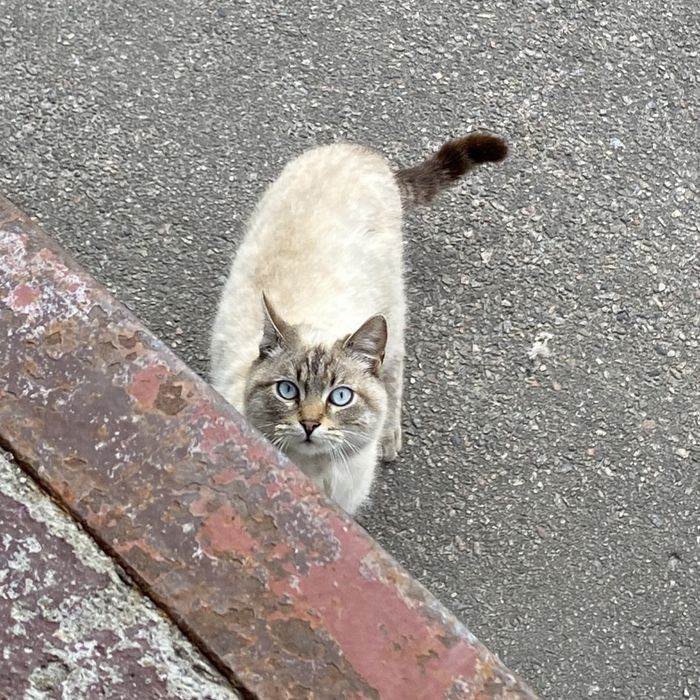 Лагідний котик шукає люблячу сімʼю