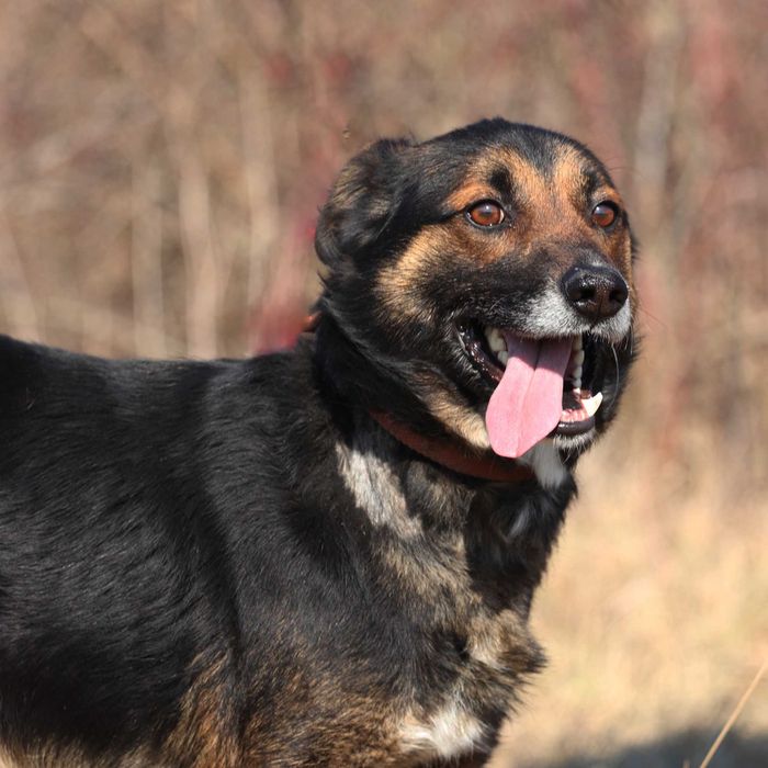 Do adopcji - MARVEL