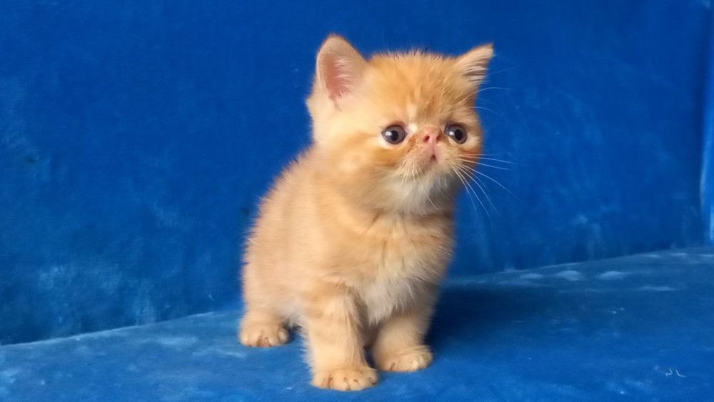 Яркий экзотический