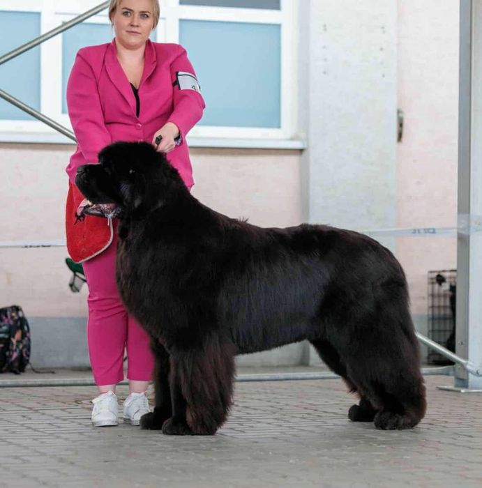 Nowofundlad szczenięta ZKwP FCI