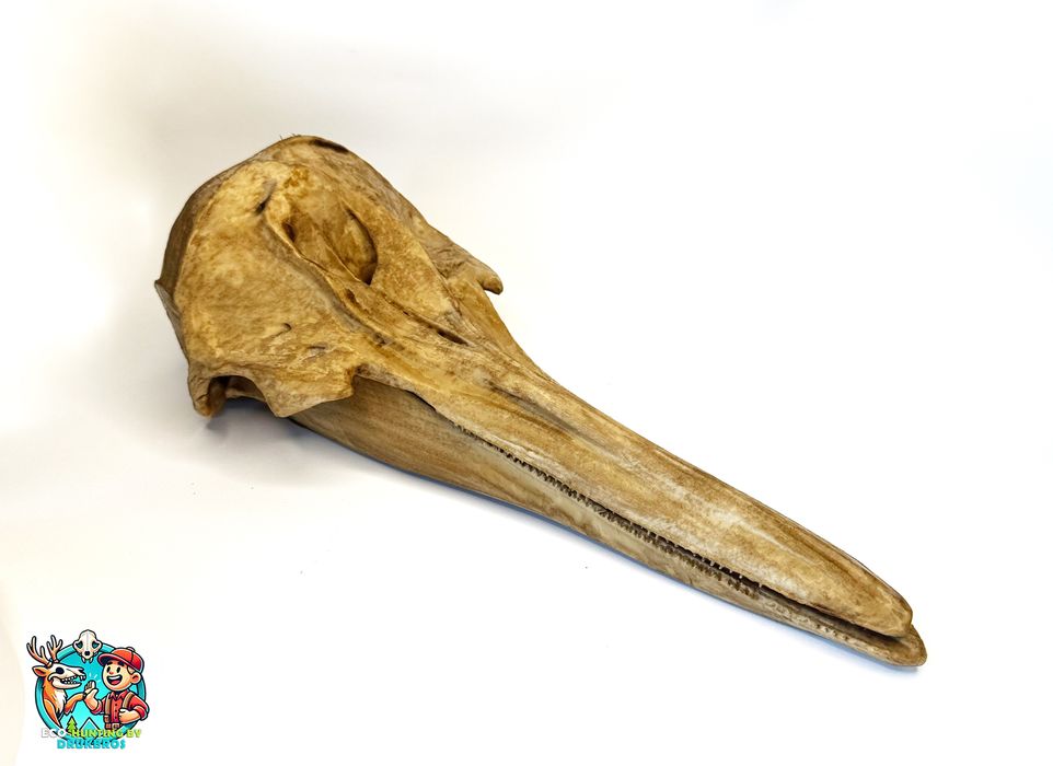 Czaszka delfina - replika/rekwizyt/ozdoba/dekoracja/trofeum