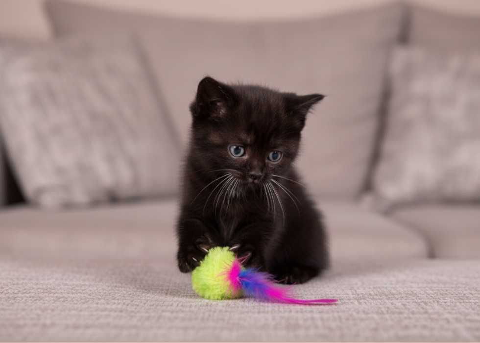 Породиста шотландская Скоттиш Страйт. Дівчинка!