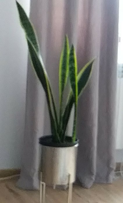 Sprzedam kwiaty doniczkowe