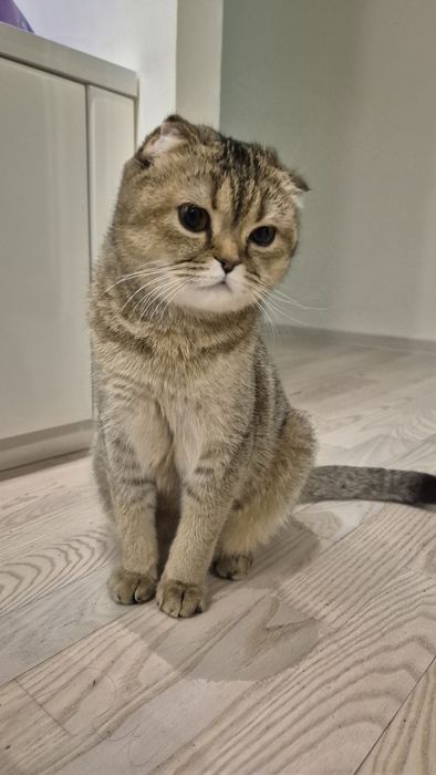 Шотландські Кошенята Scottish straight та Scottish fold