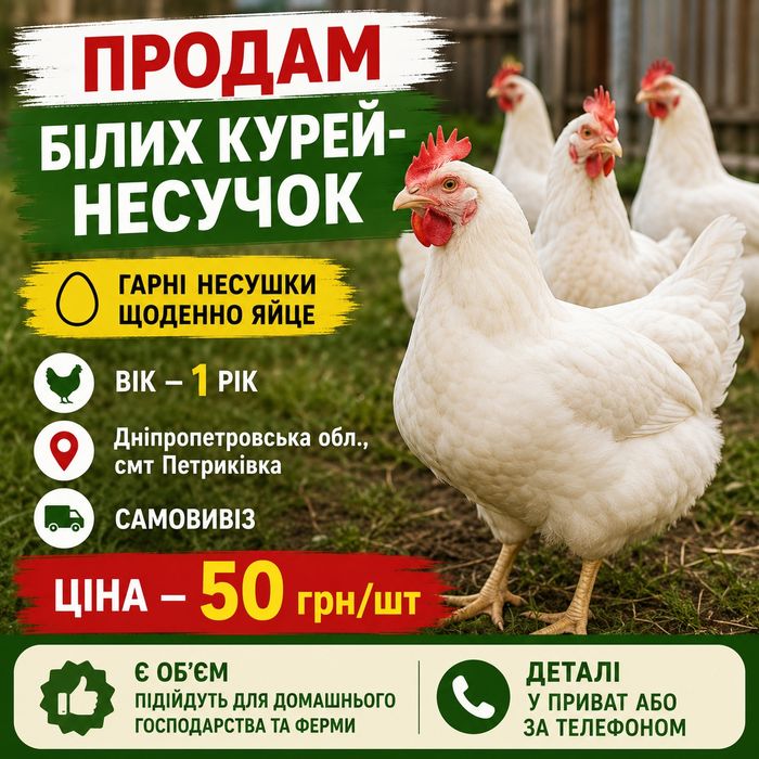 Курочки несушки,несучки
