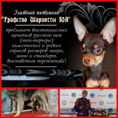 Настоящее золото! Самые ласковые малыши с док.КСУ,чипом,привиты