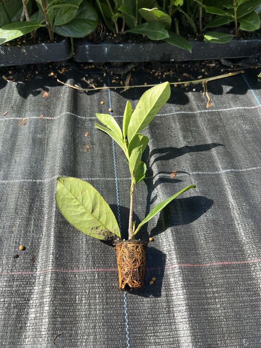 Laurowisnia Novita