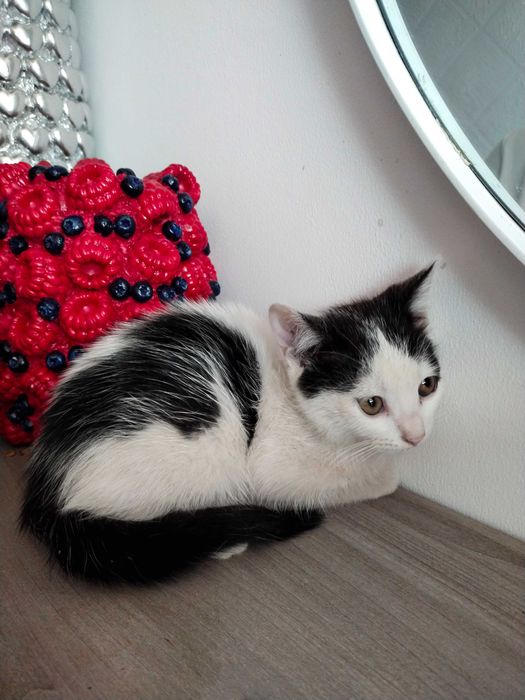 Котики в добрі руки